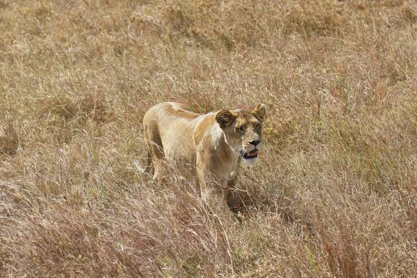 아프리카 Panthera Leo 탄자니아 탄자니아 — 스톡 사진