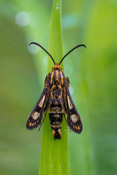 Chamaesphecia Empiformis Chamaesphecia Empiformis Mnchbruch Wald Hesse Alemania Europa —  Fotos de Stock