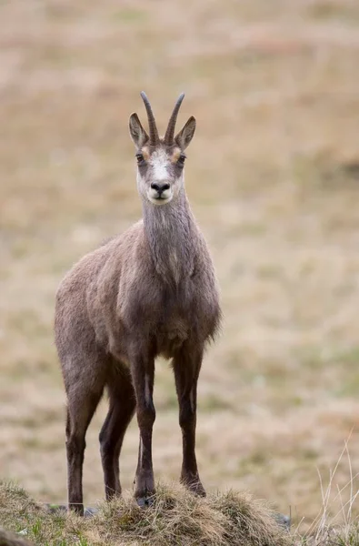 Chamois Rupicapra Rupicapra Stubai Valley Tirol Áustria Europa — Fotografia de Stock