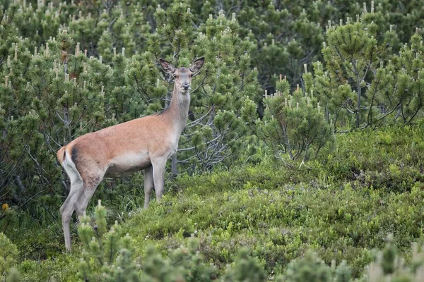 Jeleń Czerwony Cervus Elaphus Samica Sarna Dolina Stubai Tyrol Austria — Zdjęcie stockowe