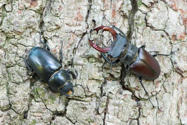 Besouros Índia Lucanus Par Sobre Casca Árvore Emsland Baixa Saxónia — Fotografia de Stock