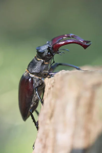 Stag Beetle Lucanus Cervus Emsland Κάτω Σαξονία Γερμανία Ευρώπη — Φωτογραφία Αρχείου