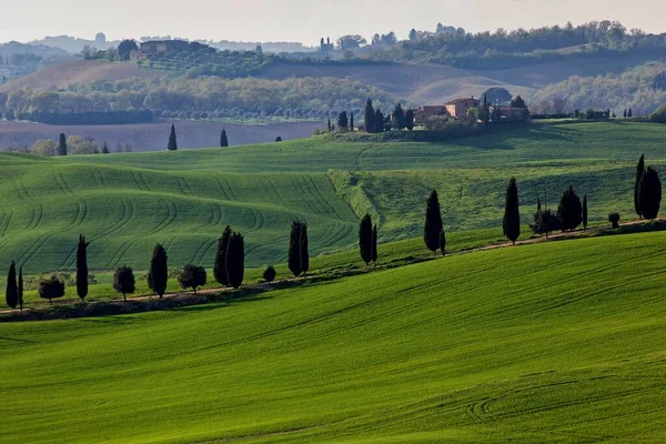 Buğday Tarlaları Selvi Ağaçları Ascaniano Girit Senesi Siena Toskana Talya — Stok fotoğraf