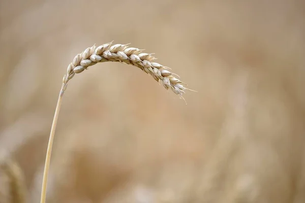 Одиноке Вухо Пшениці Triticum Пшеничне Поле Баден Фртемберг Німеччина Європа — стокове фото