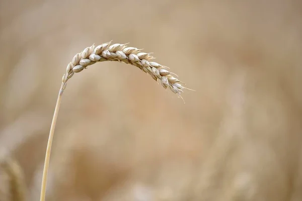 Orelha Única Trigo Triticum Campo Trigo Baden Wrttemberg Alemanha Europa — Fotografia de Stock