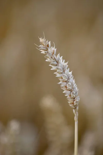 Jedno Ucho Pšenice Triticum Pšeničné Pole Baden Wrttemberg Německo Evropa — Stock fotografie