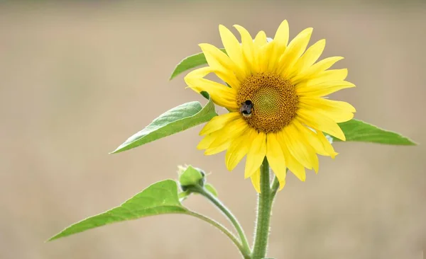 Hummel Bombus Auf Einer Sonnenblume Helianthus Annuus Baden Württemberg Deutschland — Stockfoto