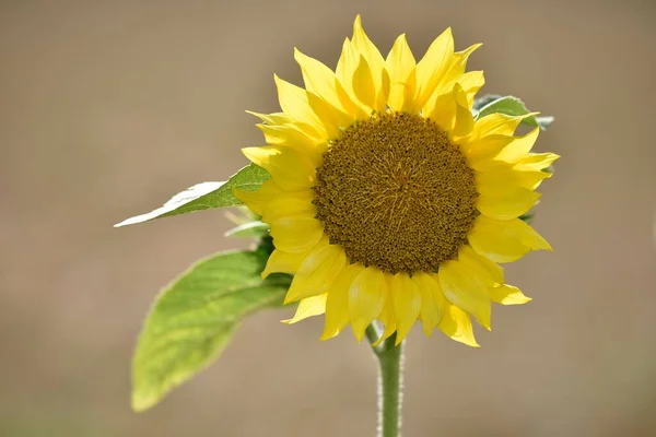 Girassol Helianthus Annuus Baden Wrtemberg Alemanha Europa — Fotografia de Stock