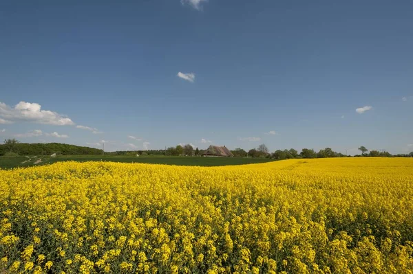 Fioritura Campo Colza Brassica Napus Cielo Azzurro Nuvoloso Posteriore Fattoria — Foto Stock