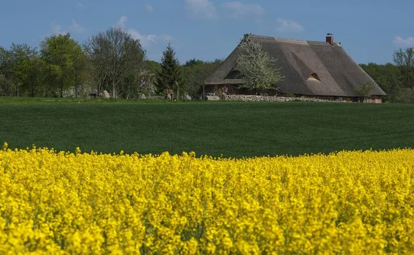 Thatched Farm Blommande Rapsfält Brassica Napus Mecklenburg Vorpommern Tyskland Europa — Stockfoto