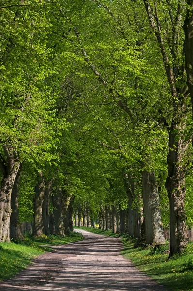 Largeleaf Linden Tilia Platyphyllos Avenue Mecklenburg Western Pomerania Germany Europe — 图库照片