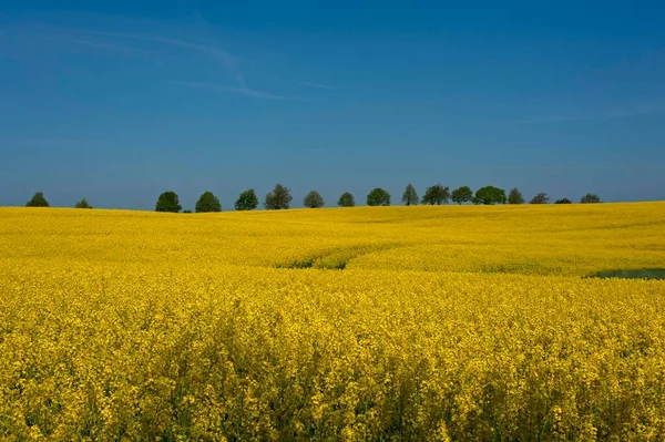 Blühendes Rapsfeld Brassica Napus Blauer Himmel Dahinter Linden Tilia Platyphyllos — Stockfoto