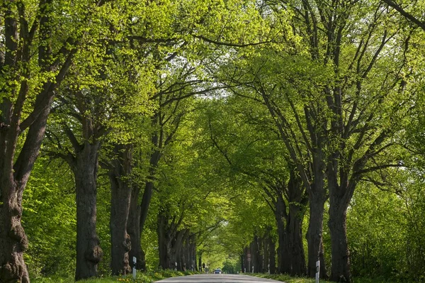 Largeleaf Linden Tilia Platyphyllos Avenue Road Ratzeburg Schleswig Holstein Alemanha — Fotografia de Stock