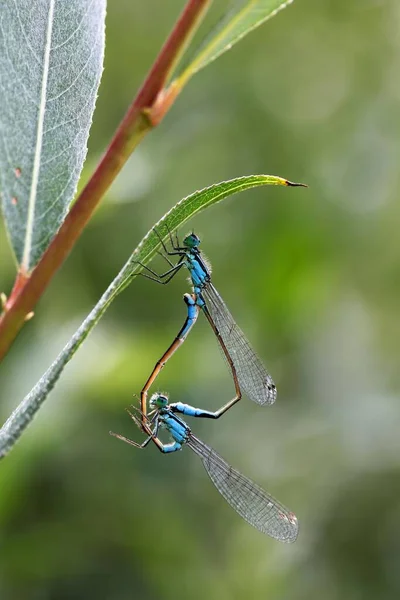 Blauwstaartjuffer Ischnura Elegans Paring Biberach Opper Zwaben Baden Wrttemberg Duitsland — Stockfoto