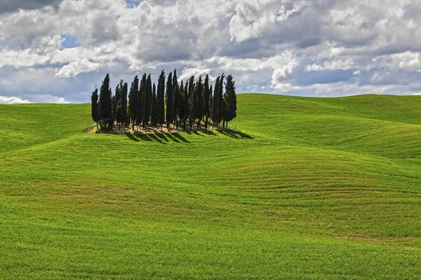 Groep Van Cipressen Maïsveld San Quirico Orcia Val Orcia Toscane — Stockfoto