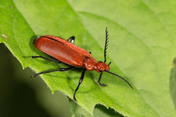 Czerwonogłowy Firebug Pyrochroa Serraticornis Liściu Baden Wrttemberg Niemcy Europa — Zdjęcie stockowe
