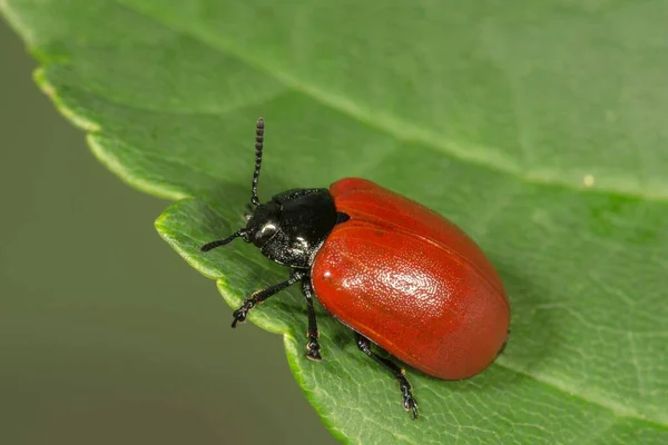 Chrysomela Populi Chrysomela Populi Folha Baden Wrttemberg Alemanha Europa — Fotografia de Stock