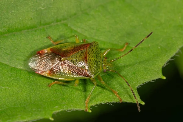 Hawthorn Shield Bug Acanthosoma Hemorrhoidale Leaf Baden Warettemberg Germany Europe — 图库照片