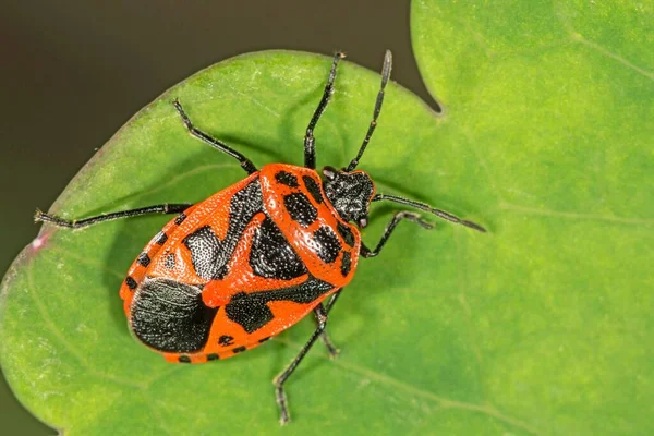 Έντομο Κόκκινη Και Μαύρη Ασπίδα Eurydema Dominulus Φύλλα Βάδη Βυρτεμβέργη — Φωτογραφία Αρχείου