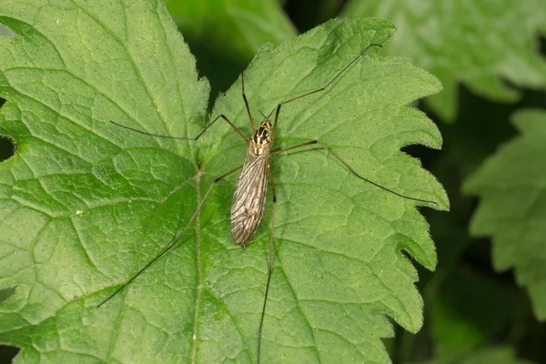 Crane Fly Nephrotoma Terminalis Leaf Baden Wrttemberg Γερμανία Ευρώπη — Φωτογραφία Αρχείου