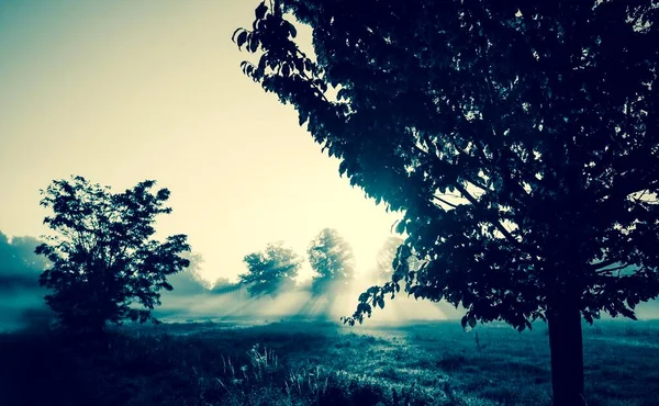 Trees Backlight Morning Fog Enger North Rhine Westphalia Germany Europe — Stock Photo, Image
