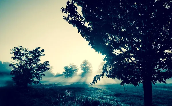 Árboles Contra Luz Fondo Con Niebla Matutina Enger Renania Del — Foto de Stock