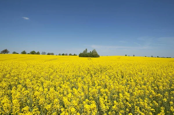 Açan Kolza Tohumu Tarlası Brassica Napus Mavi Gökyüzü Mecklenburg Batı — Stok fotoğraf