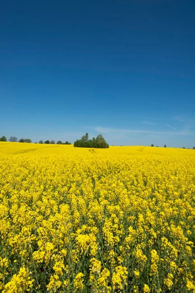 Campo Colza Florescente Brassica Napus Céu Azul Mecklemburgo Pomerânia Ocidental — Fotografia de Stock