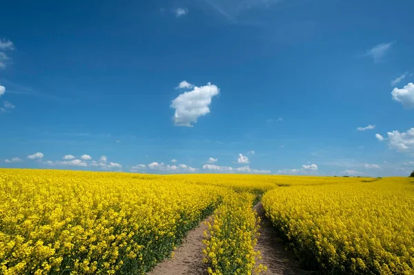 Ścieżka Przez Kwitnące Pole Rzepakowe Brassica Napus Błękitne Niebo Małymi — Zdjęcie stockowe