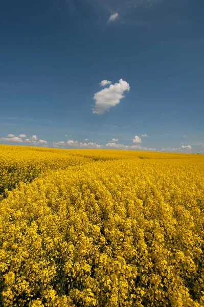 Çiçek Açan Kolza Tohumu Tarlası Brassica Napus Küçük Bulutlu Mavi — Stok fotoğraf