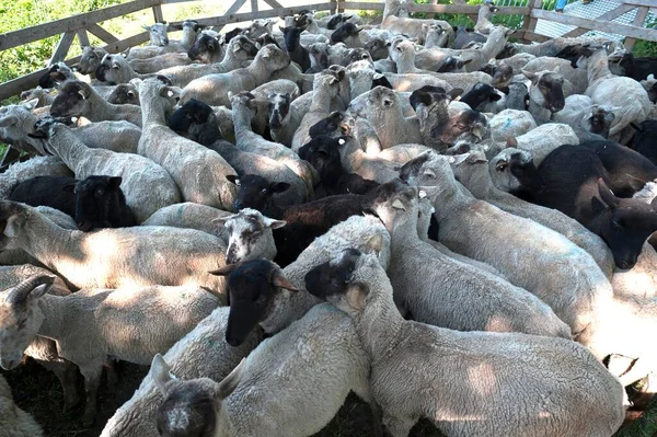 羊In Pen メクレンブルク フォアポンメルン ドイツ ヨーロッパ — ストック写真