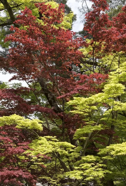 Zielone Czerwone Liście Klonu Fullmoon Acer Japonicum Ogród Świątyni Buddyjskiej — Zdjęcie stockowe