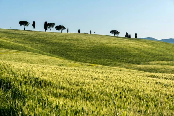 Toscaans Landschap Met Cluster Van Bomen Heuvel Maïsveld San Quirico — Stockfoto