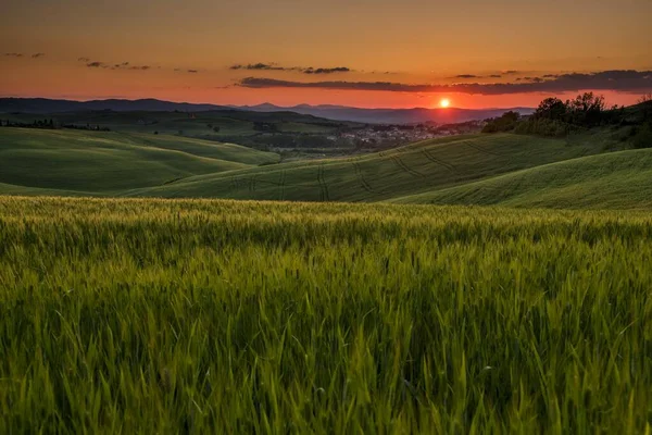 トウモロコシ畑とトスカーナの風景 サンキリコD オルシア ヴァルD オルシア トスカーナ州 イタリア ヨーロッパ — ストック写真