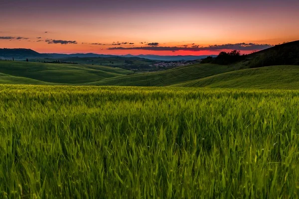 トウモロコシ畑とトスカーナの風景 サンキリコD オルシア ヴァルD オルシア トスカーナ州 イタリア ヨーロッパ — ストック写真