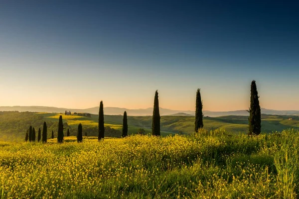 Тосканский Пейзаж Кипарисовыми Деревьями Рапсовым Полем San Quirico Orcia Val — стоковое фото