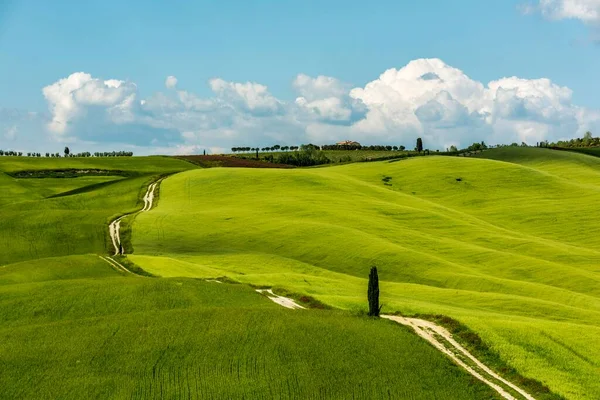 Toscaans Landschap Dwars Door Maïsvelden San Quirico Orcia Val Orcia — Stockfoto