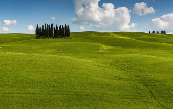 Toscana Landskap Med Kluster Träd Cypresser Kullar Majsfält San Quirico — Stockfoto