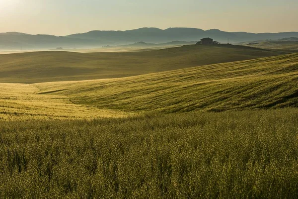 朝の光の丘やトウモロコシ畑で農場とトスカーナの風景 サンキリコD オルシア ヴァルD オルシア トスカーナ州 イタリア ヨーロッパ — ストック写真