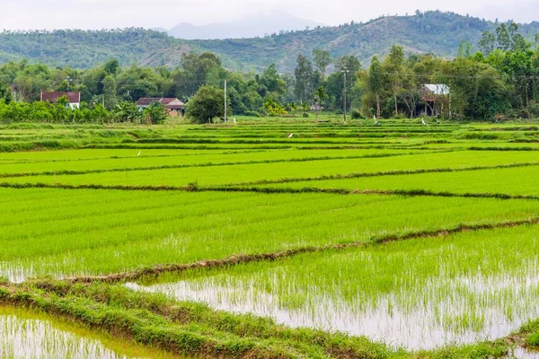 Campo Arroz Verde Quang Nam Vietnam Asia —  Fotos de Stock