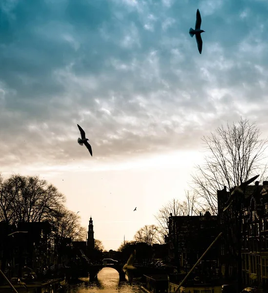 Canal Avec Silhouette Église Westerkerk Les Oiseaux Vol Coucher Soleil — Photo