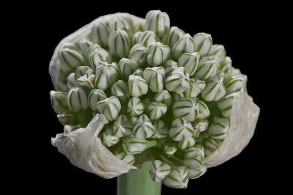 양파의 Allium Cepa — 스톡 사진