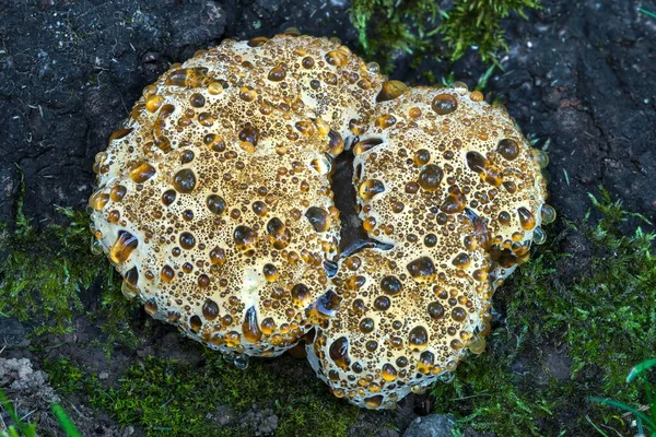 Staffa Quercia Pseudoinononotus Dryadeus Corpo Non Commestibile Fruttifero Una Vecchia — Foto Stock