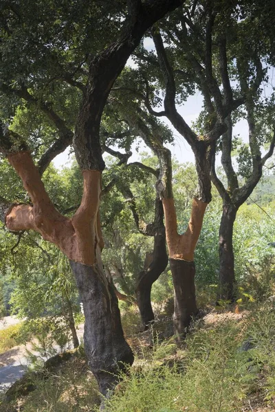 Alcornoques Quercus Suber Distrito Faro Portugal Europa —  Fotos de Stock