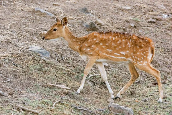 Chital Eixo Eixo Floresta Seca Ranthambore National Park Rajasthan Índia — Fotografia de Stock