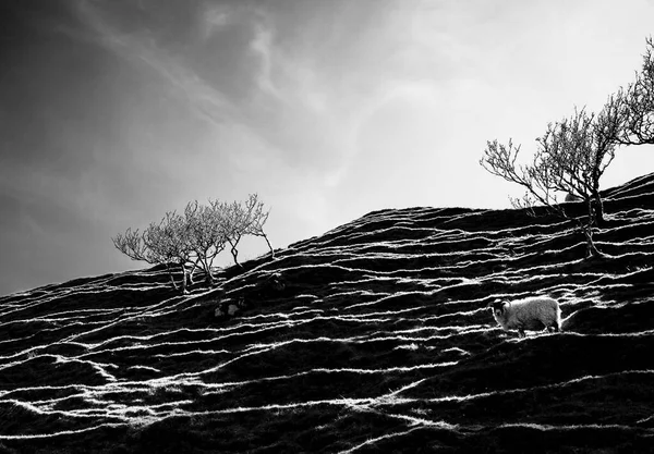 Sheep on an cliff, Fairy Glen, Uig, Isle of Skye, Highland, Scotland, United Kingdom, Europe