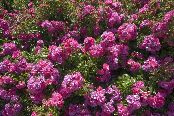 Rosas Florecientes Rosa Con Flores Rosas Francia Europa — Foto de Stock