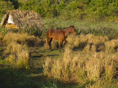 Sabahın ilk ışıklarında kahverengi at.