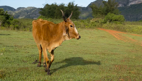Коричневая корова в красивом пейзаже . — стоковое фото