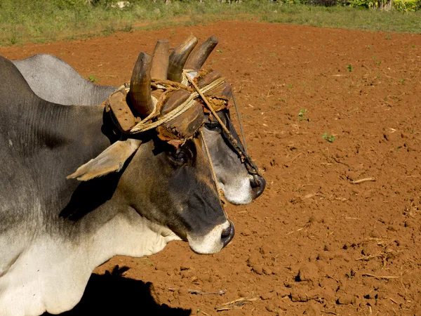 Portrait of two oxes tied by a yoke. — Stock Photo, Image